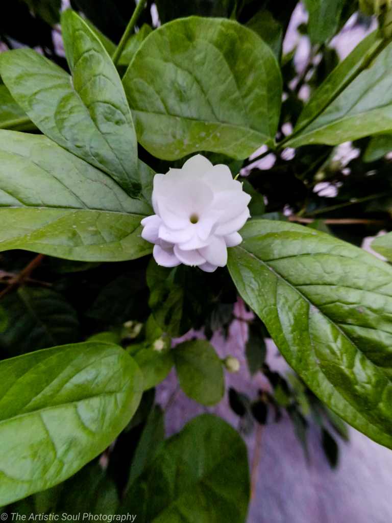White fully opened Jasminum sambac Grand Duke