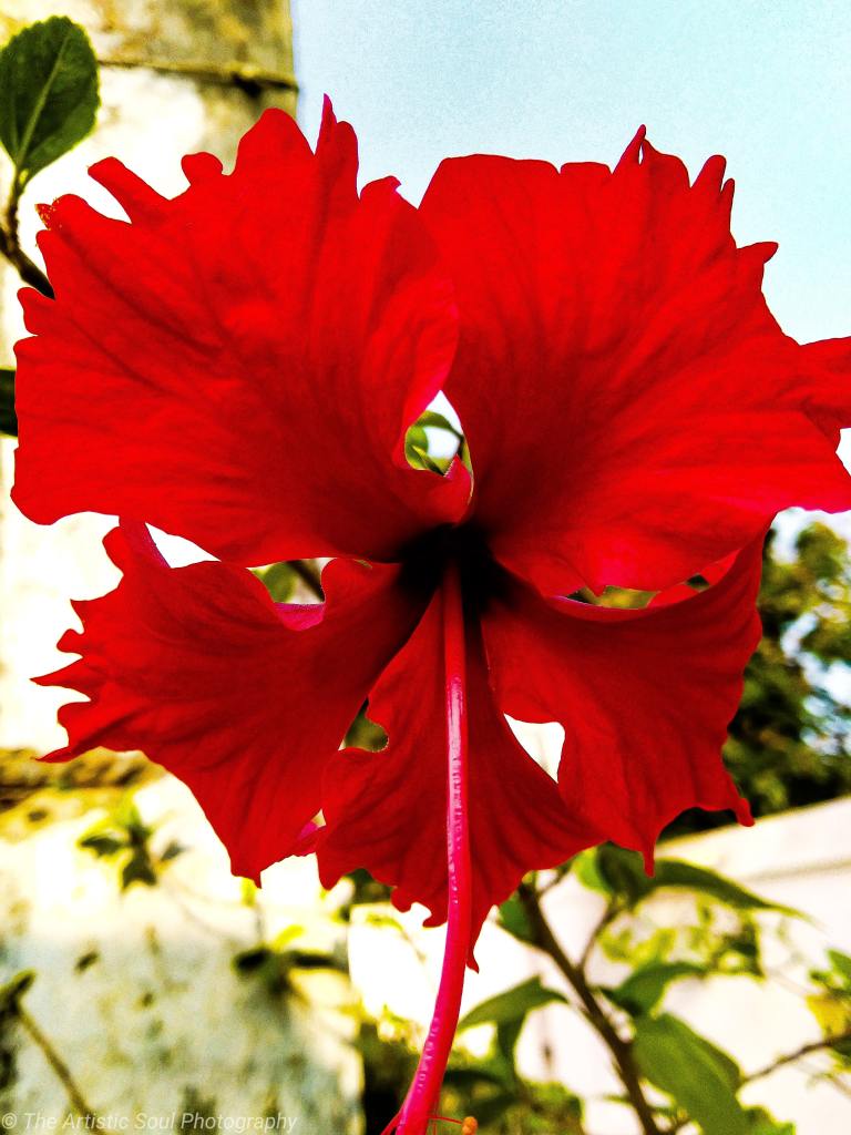 Red Chinese hibiscus (Hibiscus rosa-sinensis)