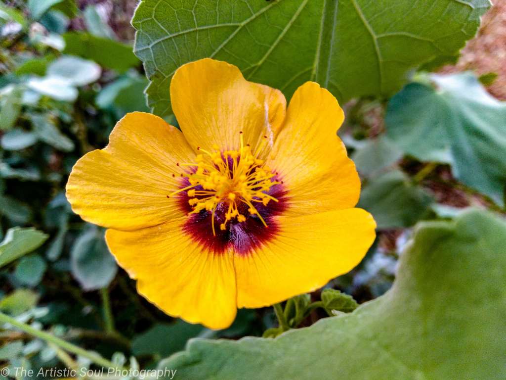 Abutilon hirtum, Indian mallow Yellow Flower