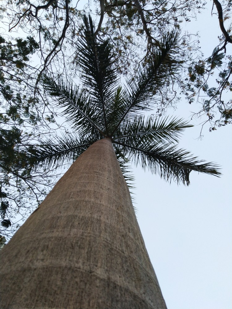 Low angle shot of a tall coconut tree