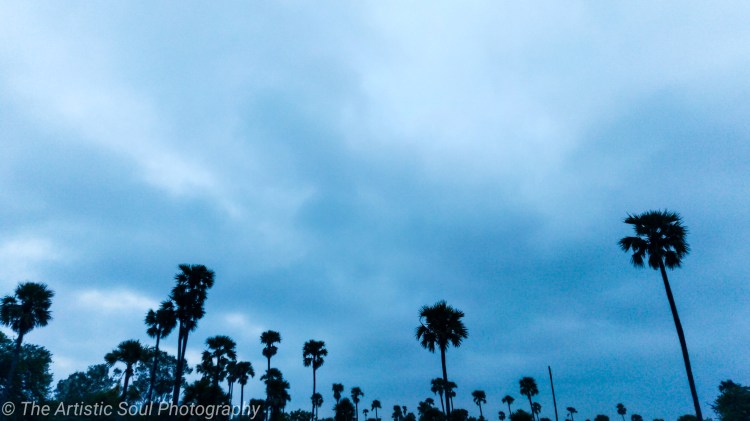 Panoramic view of coconut trees on a blue gloomy day