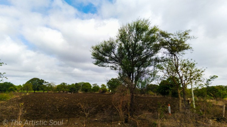 A view of a typical Indian farming land