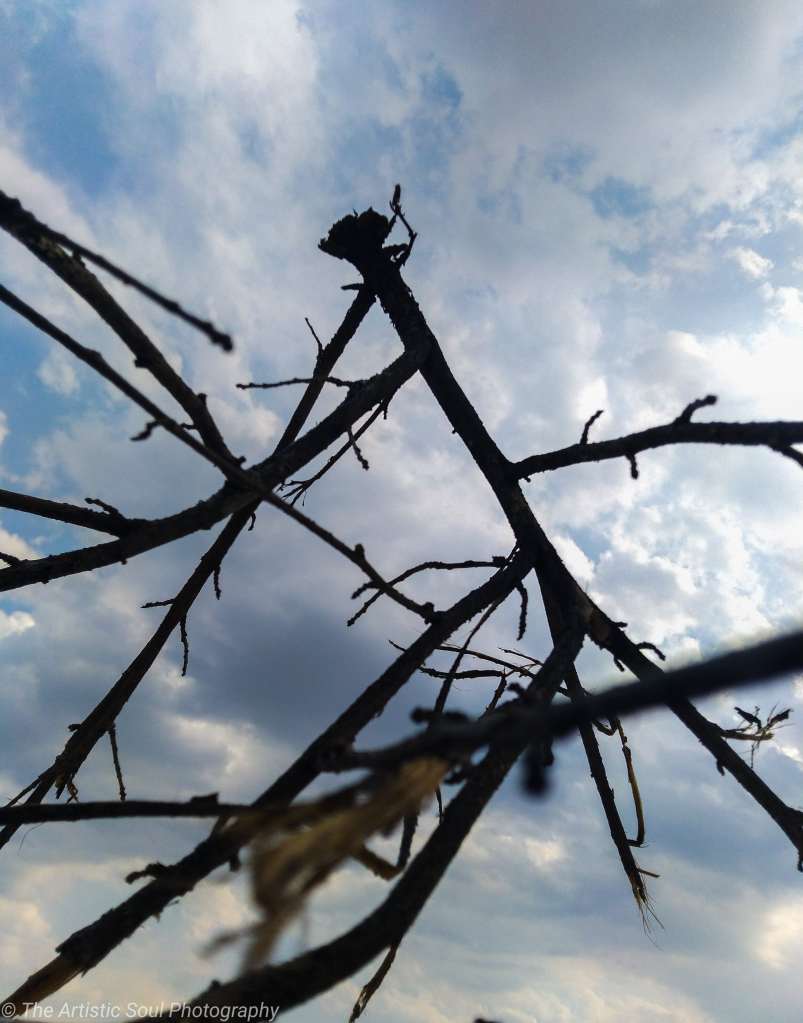 Dry branches of a plant