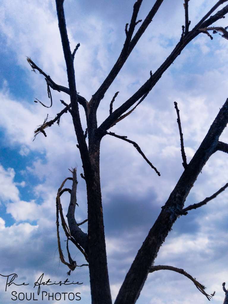 Dried branches under the blue sky