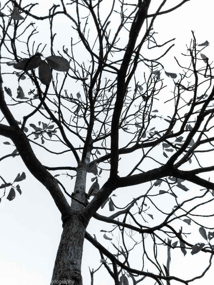 Black and White Photo of Dried Up tree