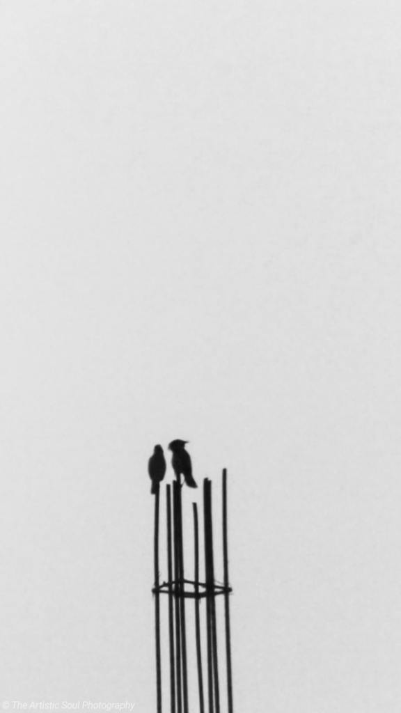 Love Birds making love