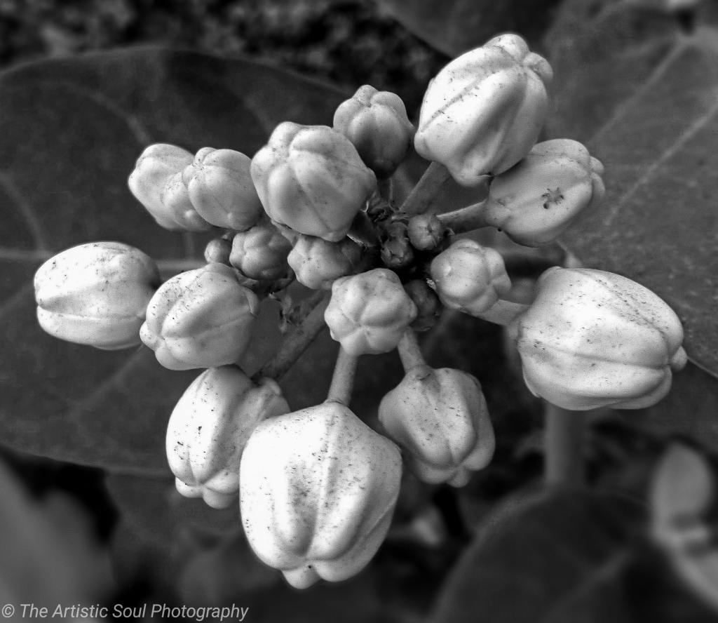 Monochromatic photo of buds of a tree