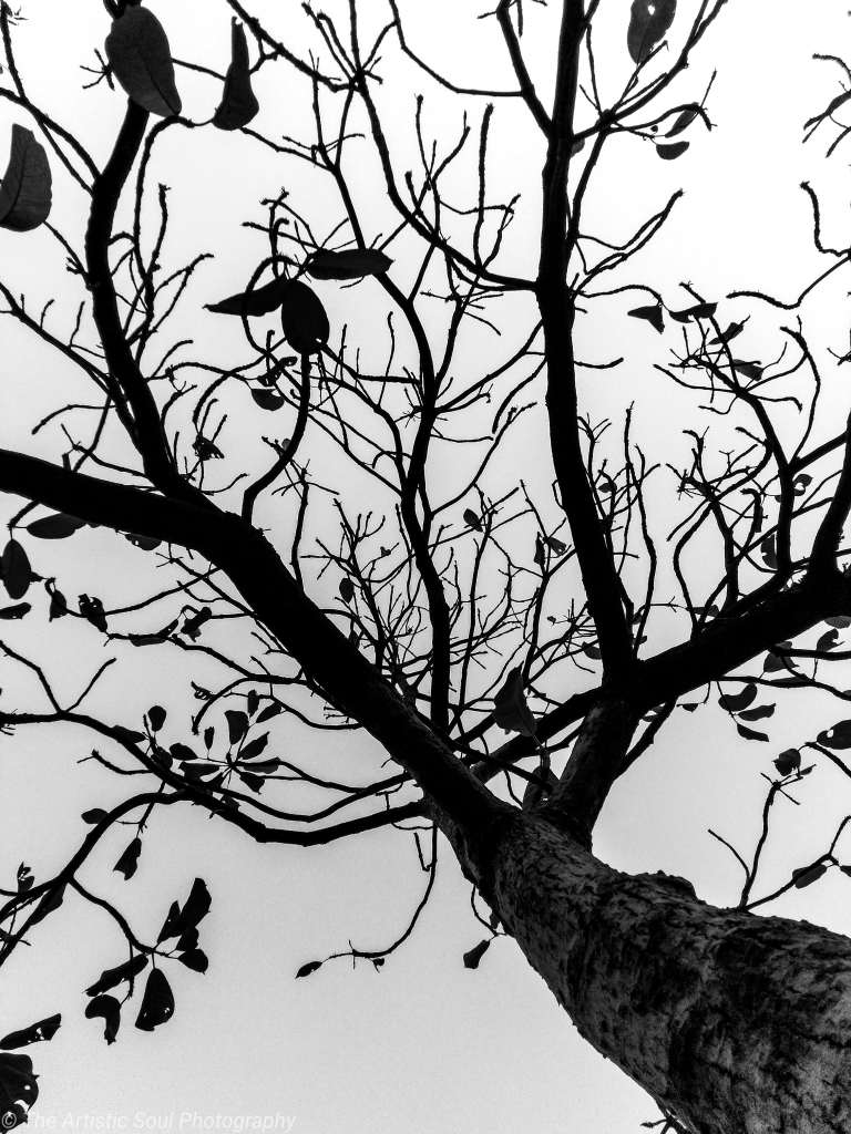 Low angle shot of a dried up tree