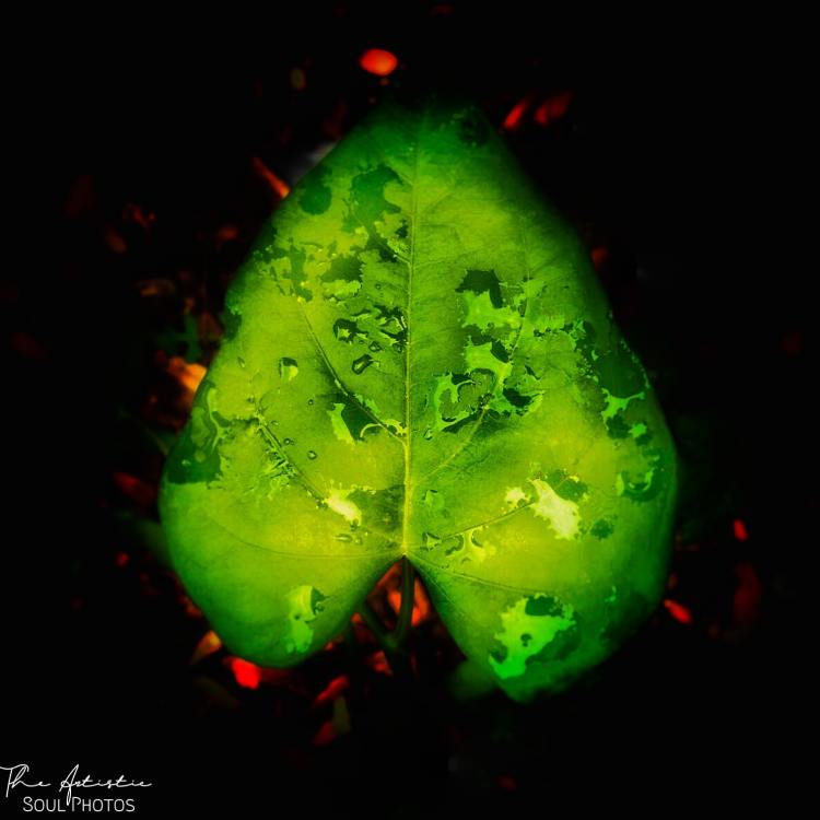 A green leaf with tiny water-droplets under focus