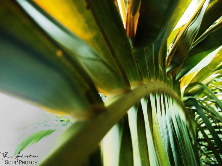A horizontal shot of the leaves of a coconut tree