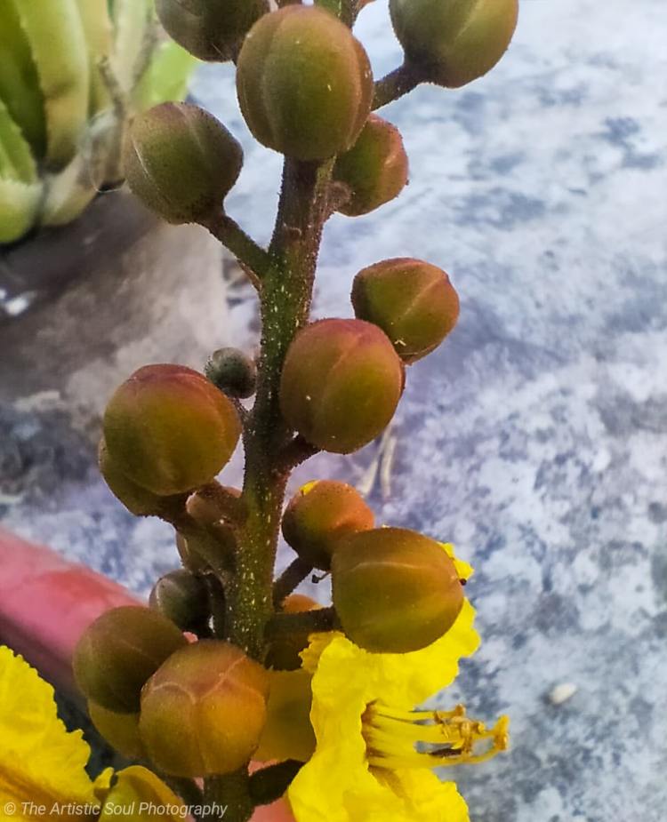 Fruits of a seasonal plant