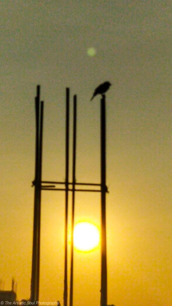 A bird sitting on pillars during the golden hour of the sunset